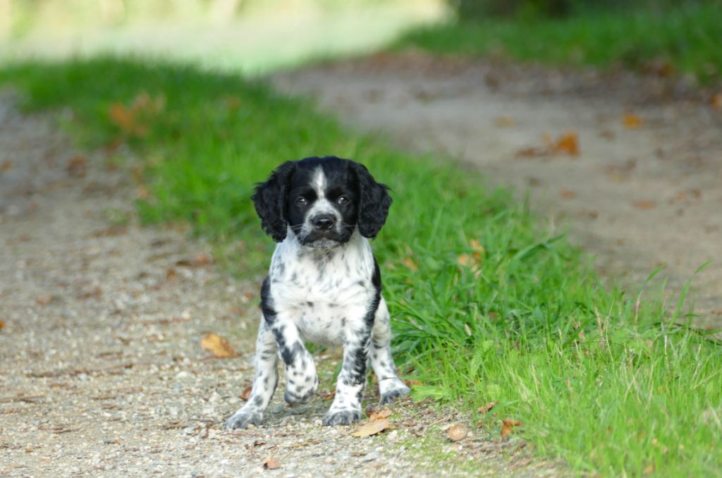 Du Bois Aux Paons - Chiot disponible  - Epagneul Breton