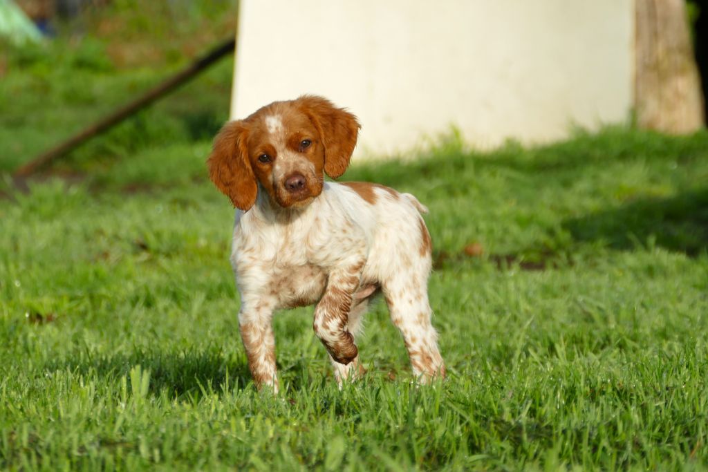 Du Bois Aux Paons - Chiot disponible  - Epagneul Breton