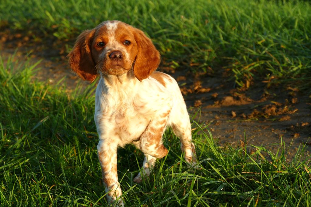 Du Bois Aux Paons - Chiot disponible  - Epagneul Breton