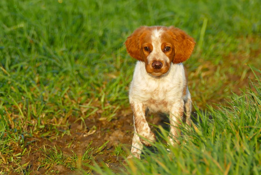 Du Bois Aux Paons - Chiot disponible  - Epagneul Breton