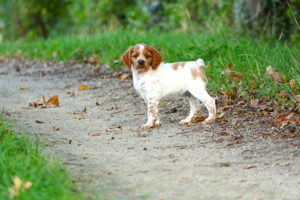 Du Bois Aux Paons - Chiot disponible  - Epagneul Breton