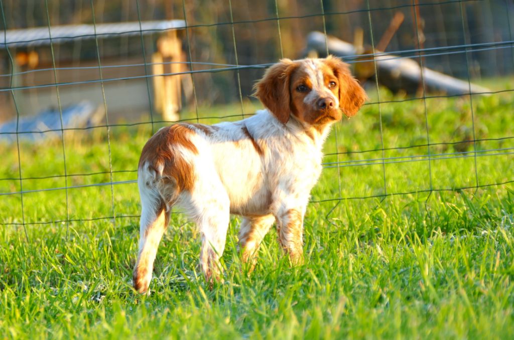 Du Bois Aux Paons - Chiot disponible  - Epagneul Breton