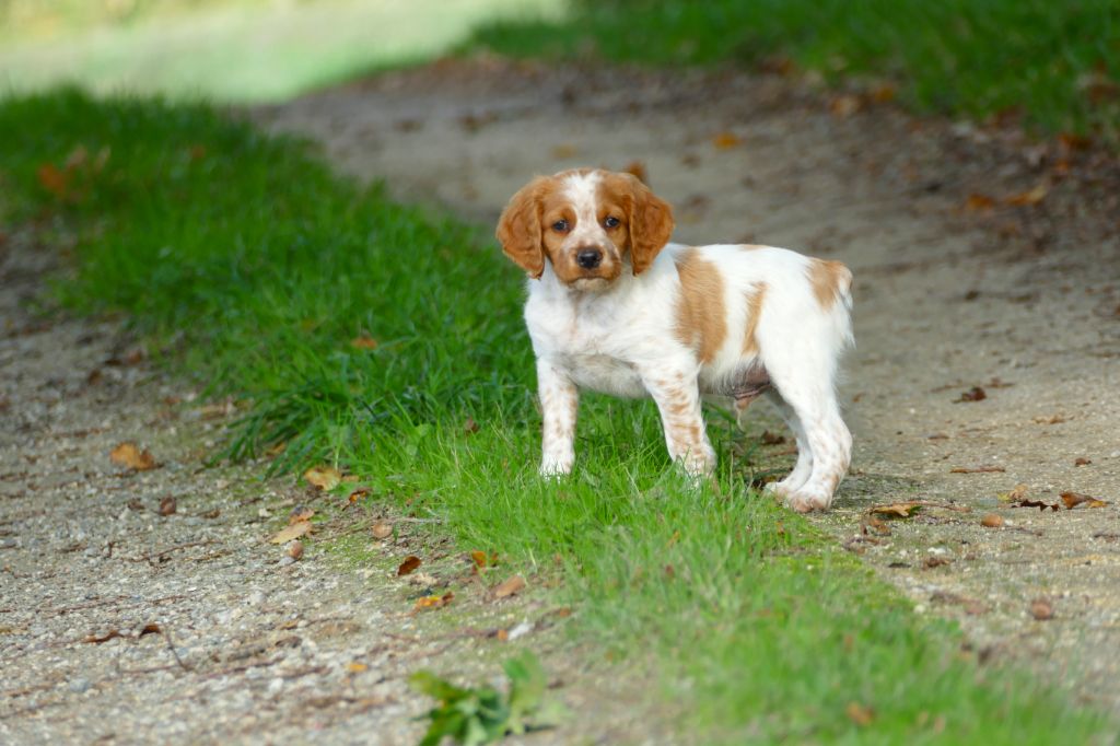 Du Bois Aux Paons - Chiot disponible  - Epagneul Breton