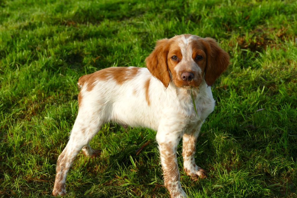 Du Bois Aux Paons - Chiot disponible  - Epagneul Breton