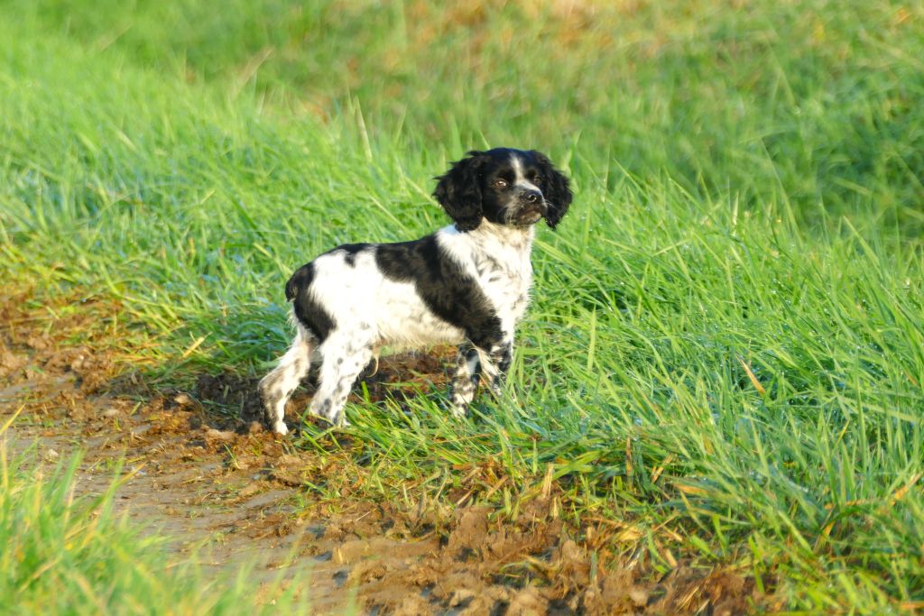 Du Bois Aux Paons - Chiot disponible  - Epagneul Breton