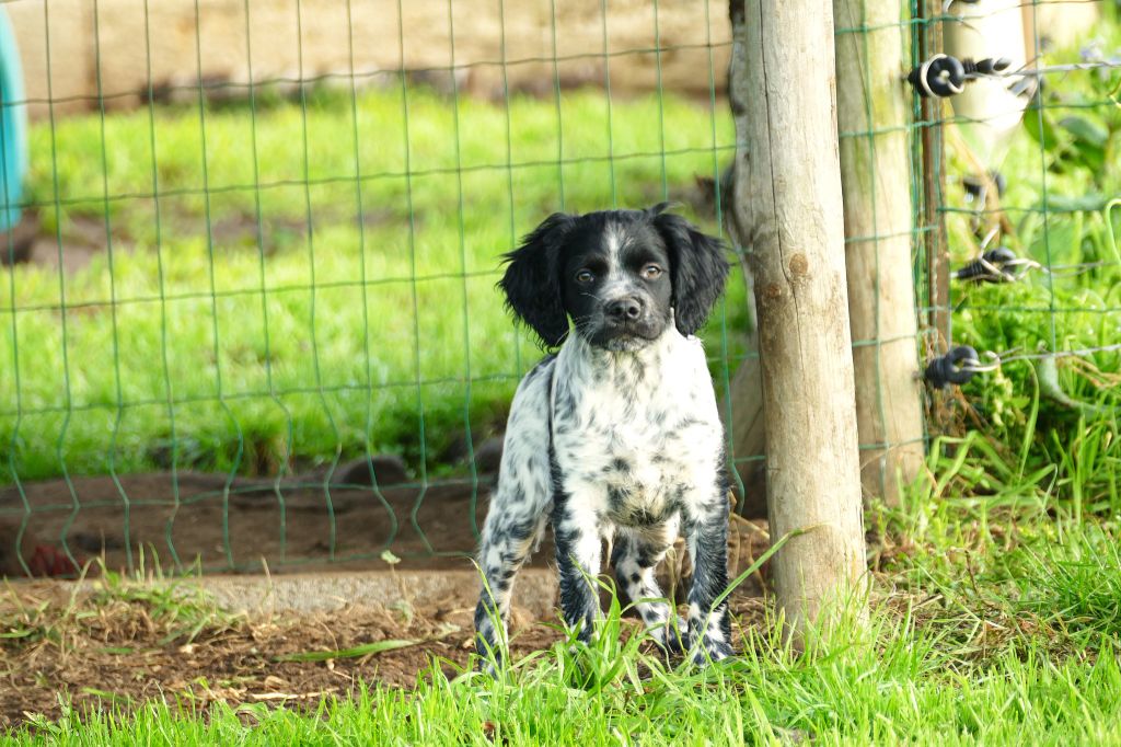 Du Bois Aux Paons - Chiot disponible  - Epagneul Breton