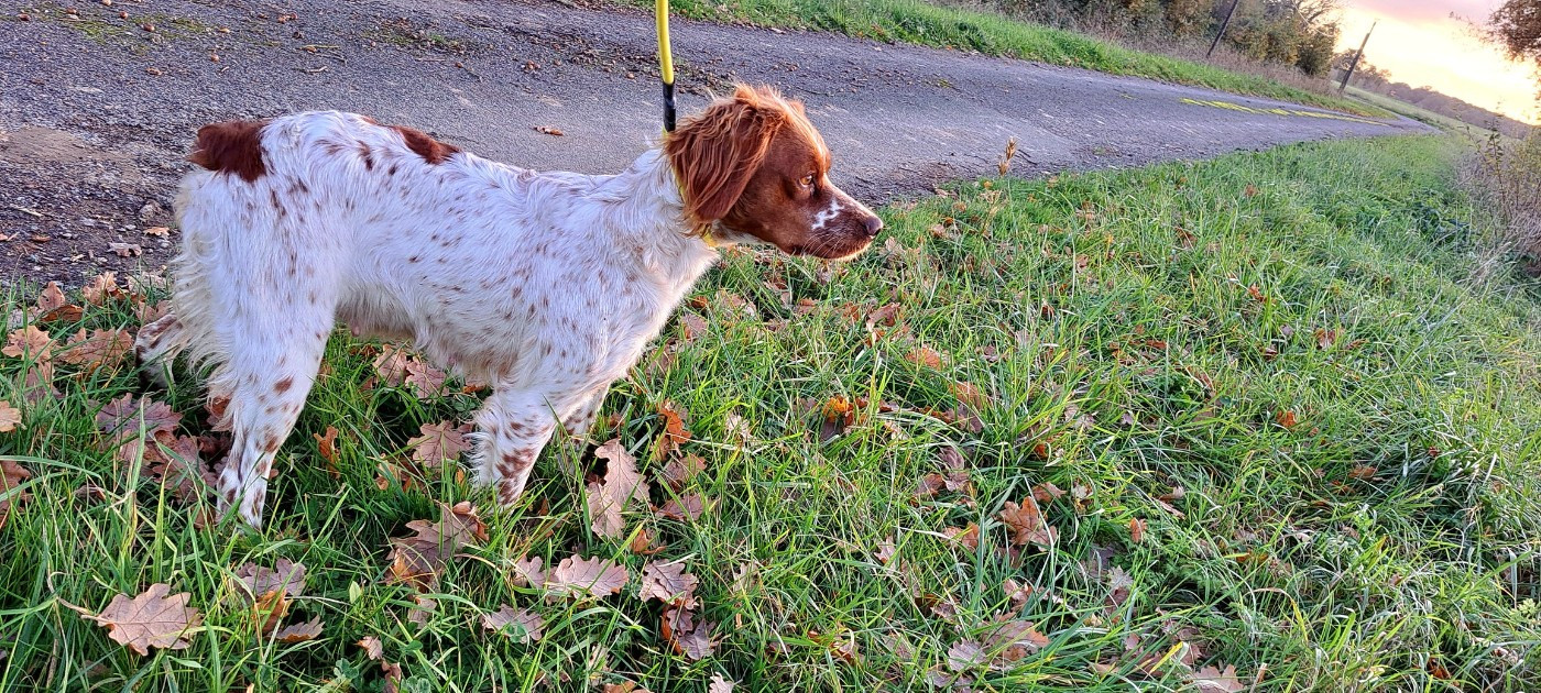 Ulote Du Bois Aux Paons