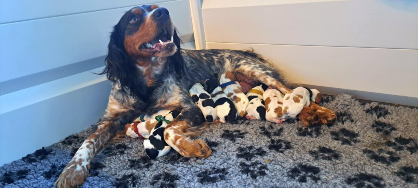 Du Bois Aux Paons - Epagneul Breton - Portée née le 28/11/2025