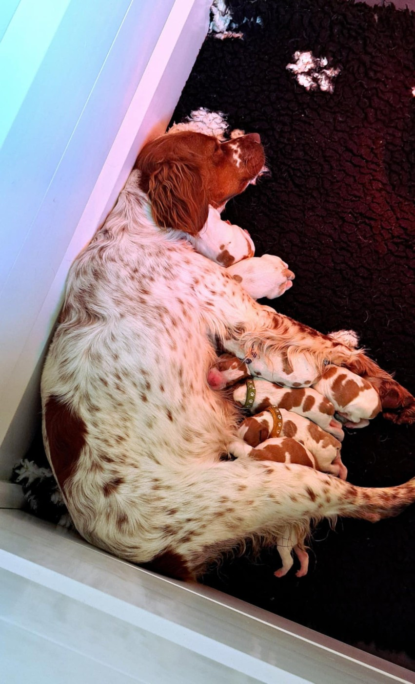 Du Bois Aux Paons - Epagneul Breton - Portée née le 30/11/2025