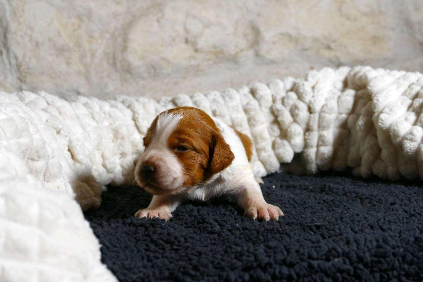 Du Bois Aux Paons - Chiots disponibles - Epagneul Breton