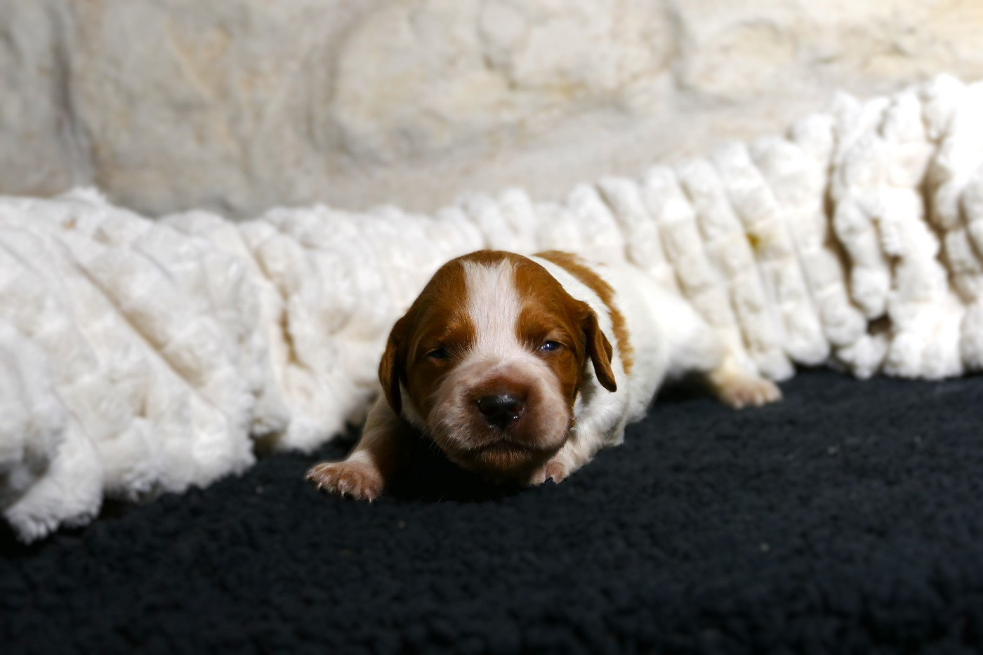 Du Bois Aux Paons - Chiots disponibles - Epagneul Breton