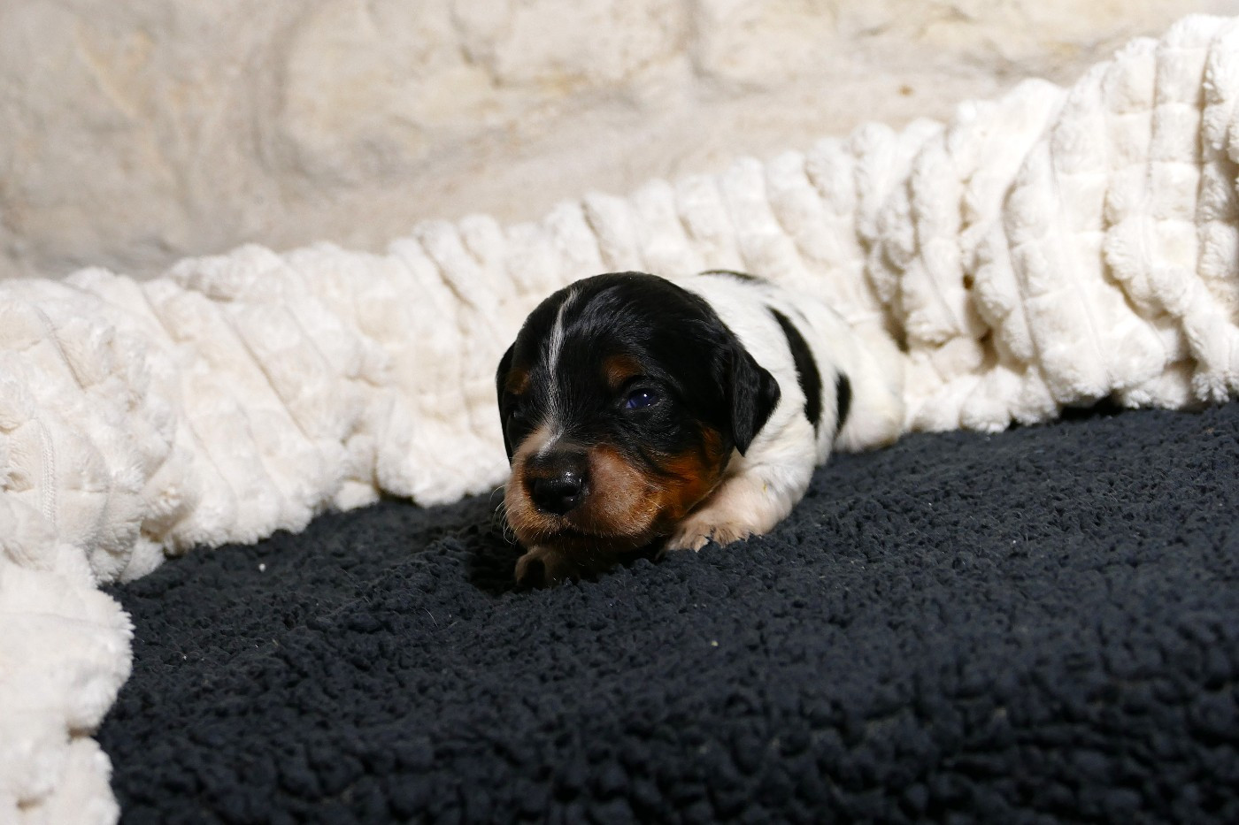 Du Bois Aux Paons - Chiots disponibles - Epagneul Breton