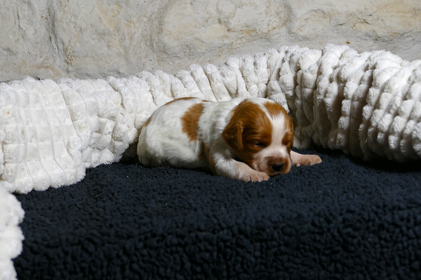 Du Bois Aux Paons - Chiots disponibles - Epagneul Breton