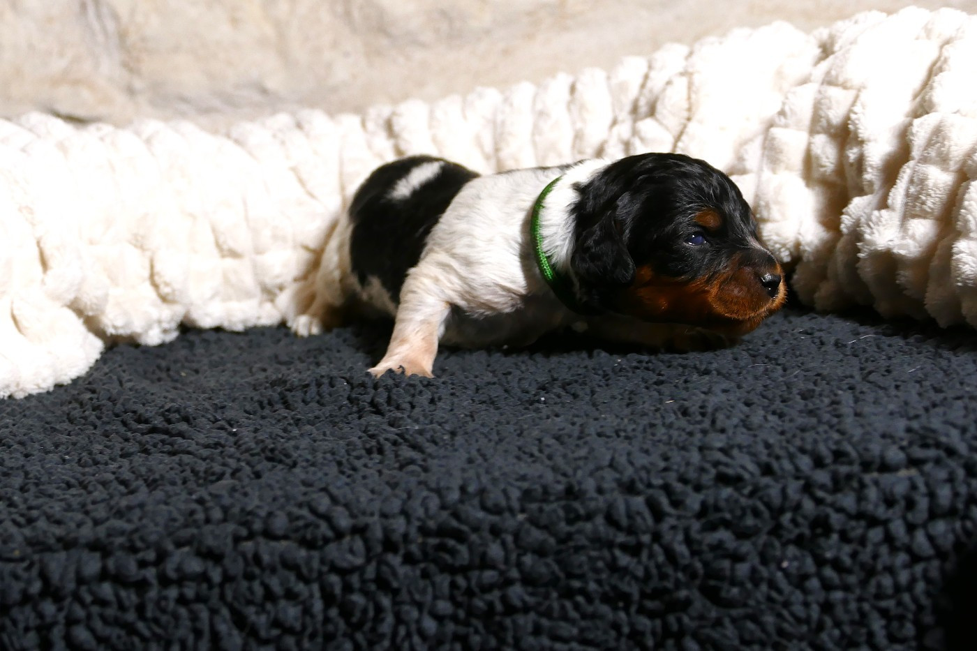 Du Bois Aux Paons - Chiots disponibles - Epagneul Breton