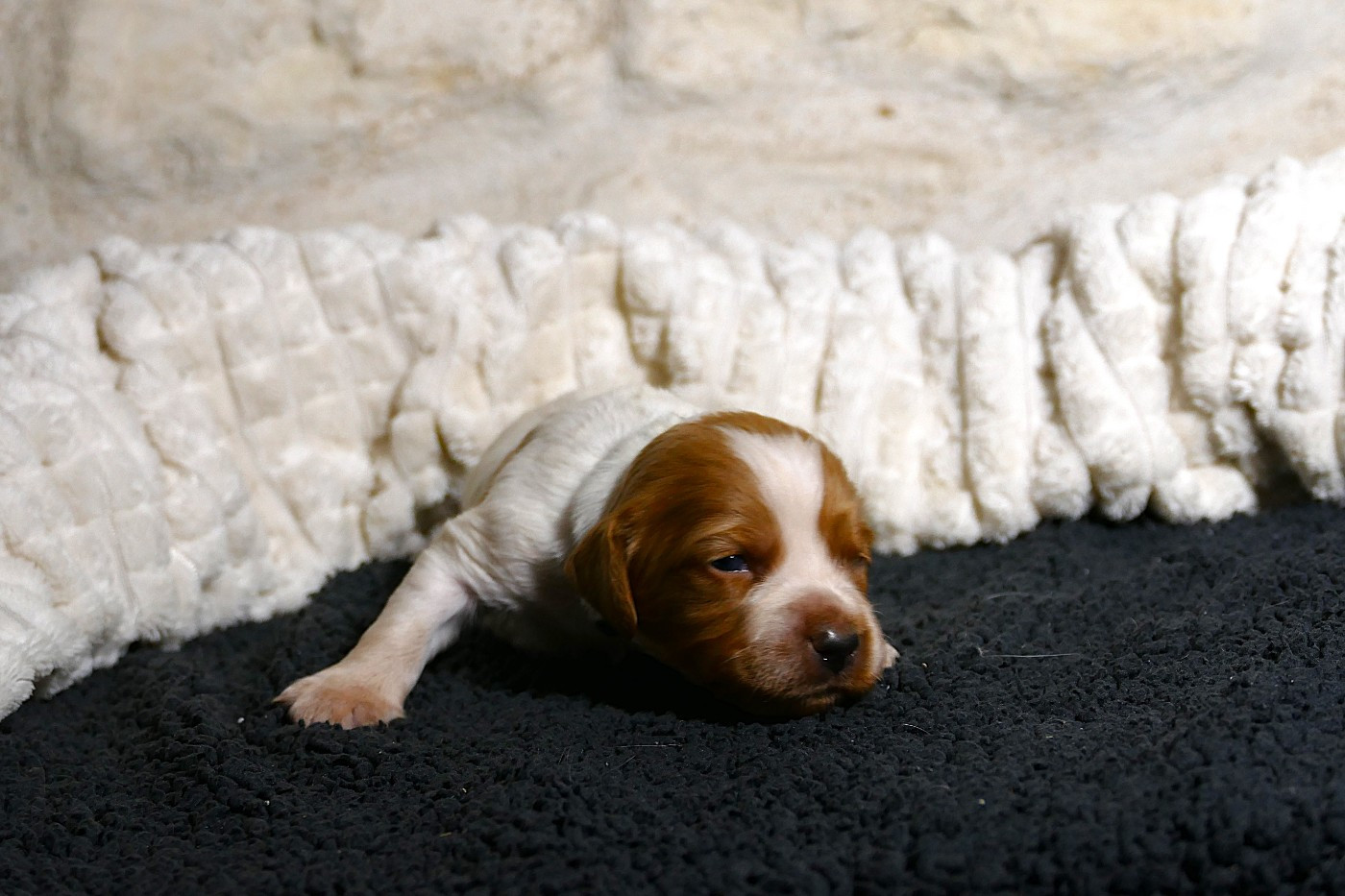 Du Bois Aux Paons - Chiots disponibles - Epagneul Breton