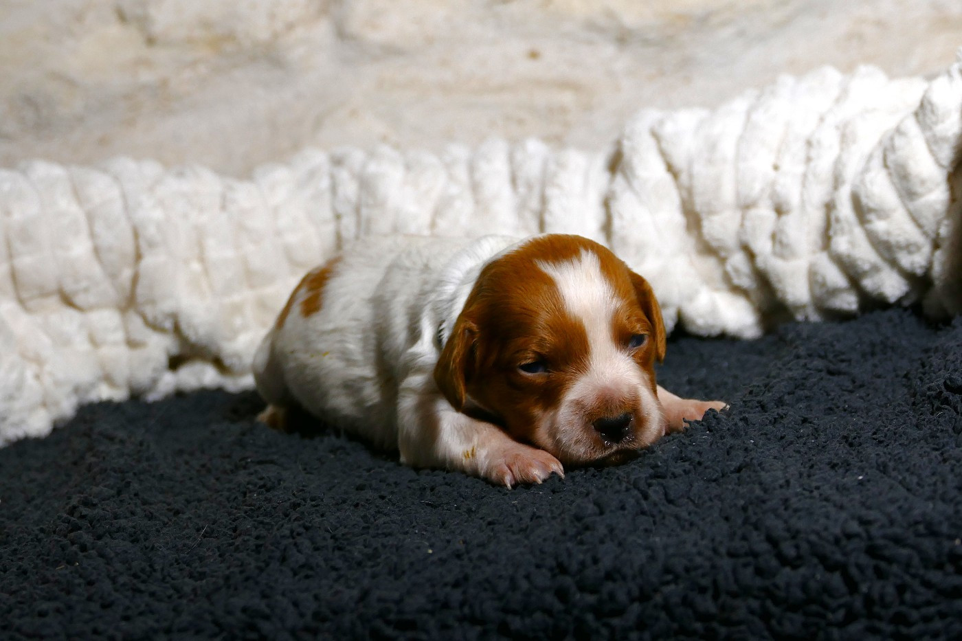 Du Bois Aux Paons - Chiots disponibles - Epagneul Breton