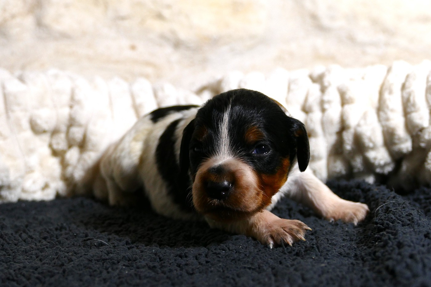 Du Bois Aux Paons - Chiots disponibles - Epagneul Breton