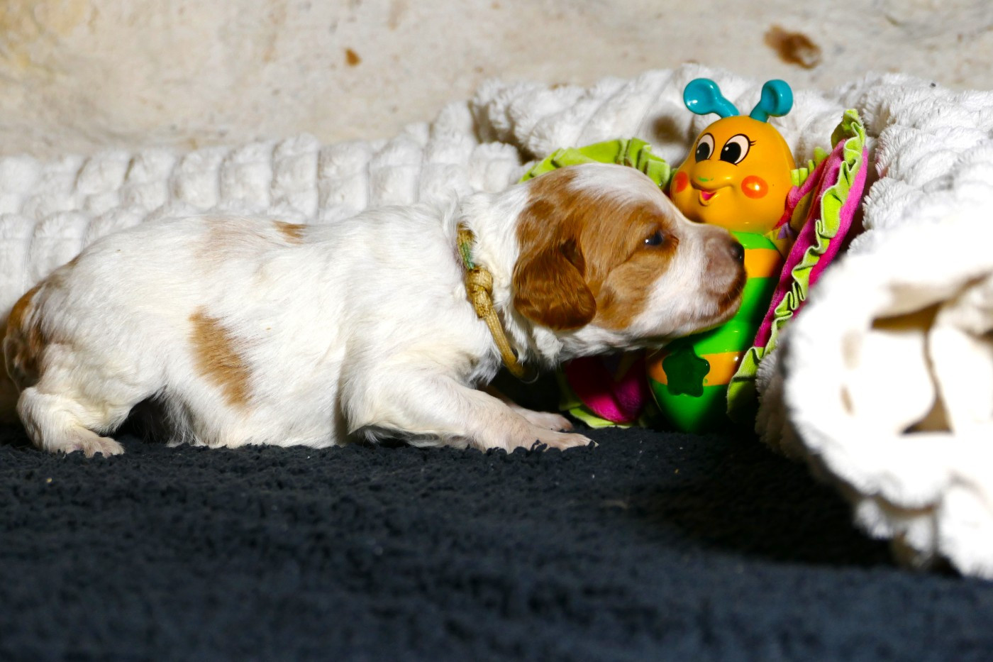 Du Bois Aux Paons - Chiots disponibles - Epagneul Breton