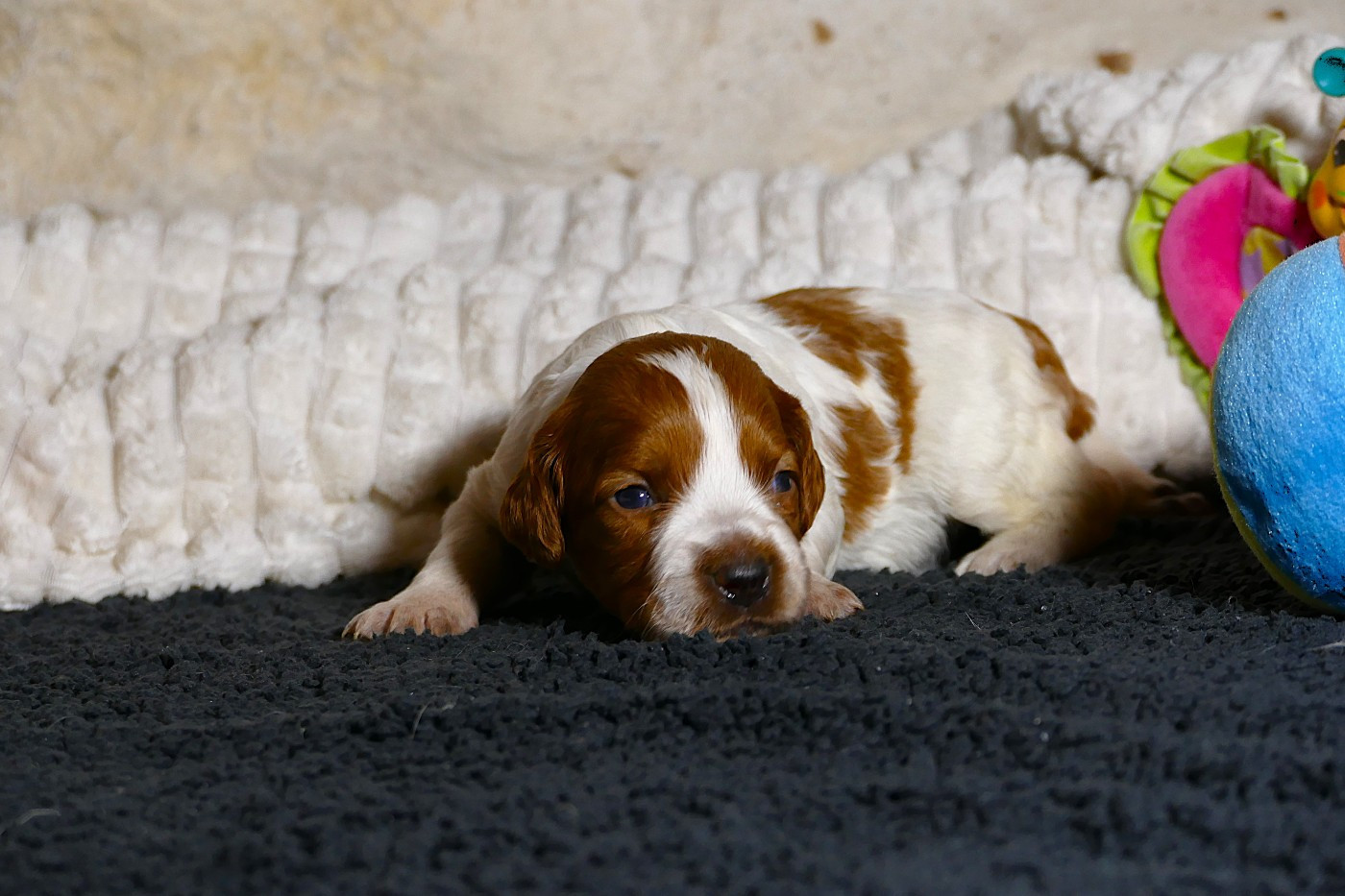 Du Bois Aux Paons - Chiots disponibles - Epagneul Breton