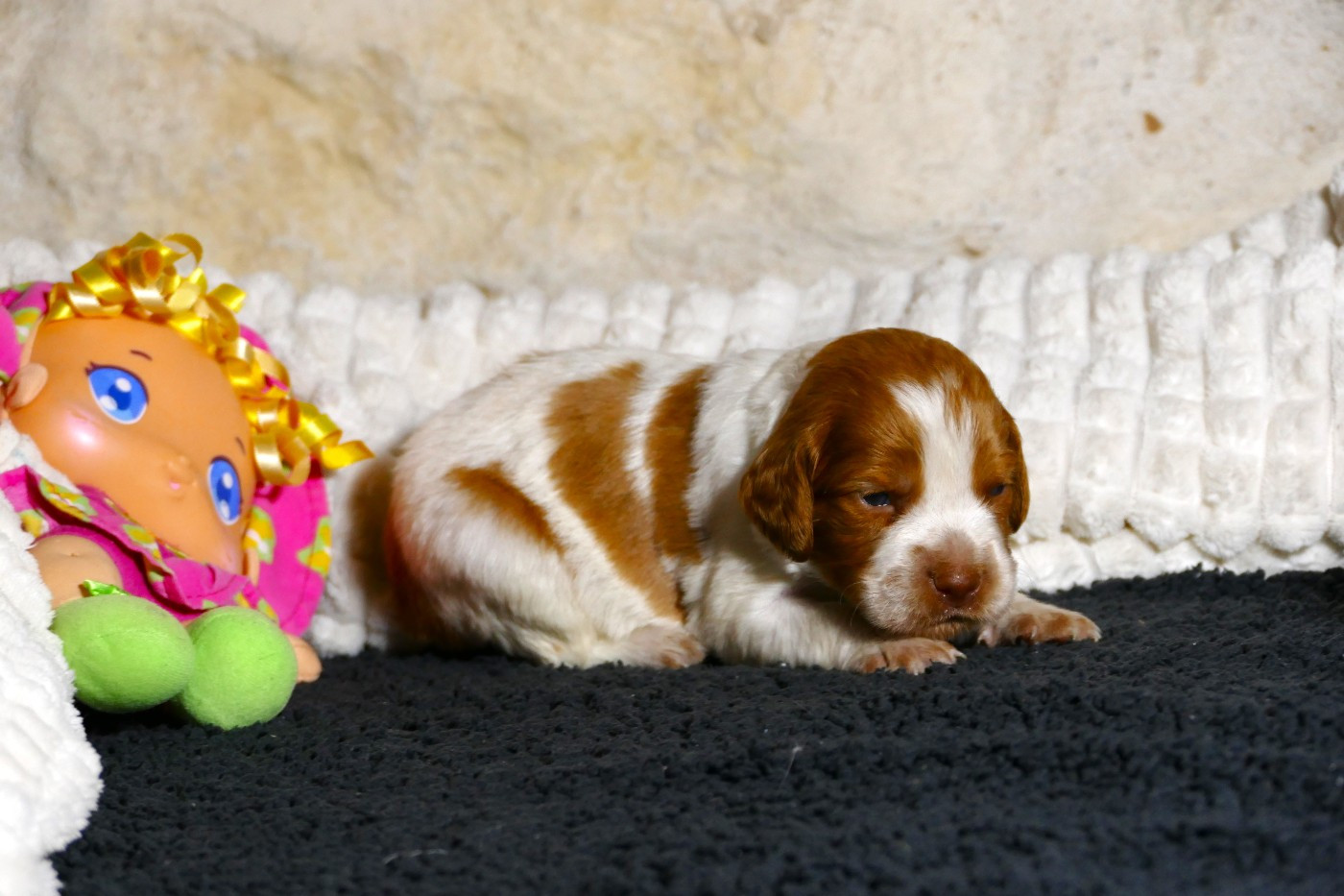 Du Bois Aux Paons - Chiots disponibles - Epagneul Breton