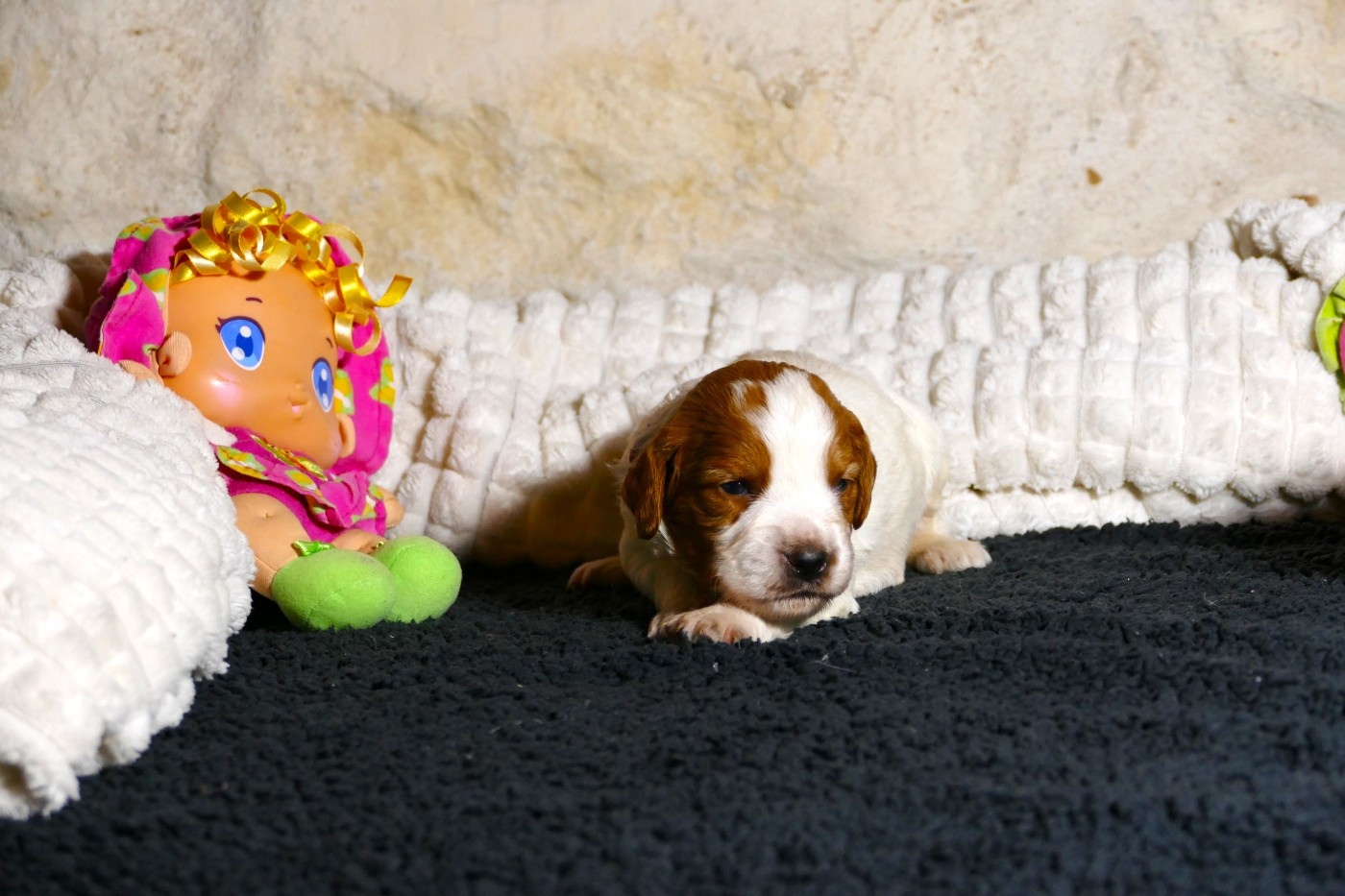 Du Bois Aux Paons - Chiots disponibles - Epagneul Breton