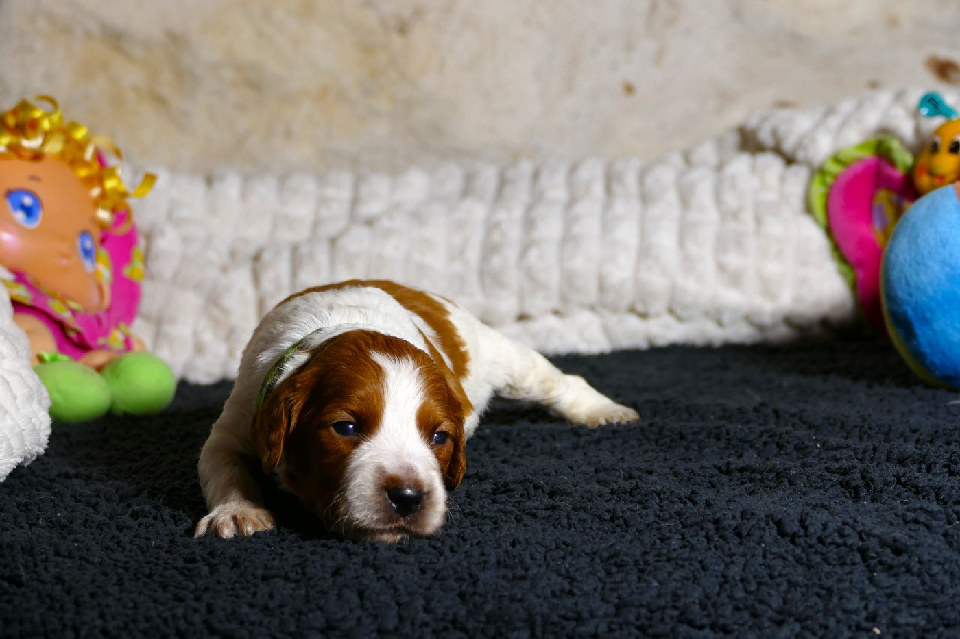 Du Bois Aux Paons - Chiots disponibles - Epagneul Breton