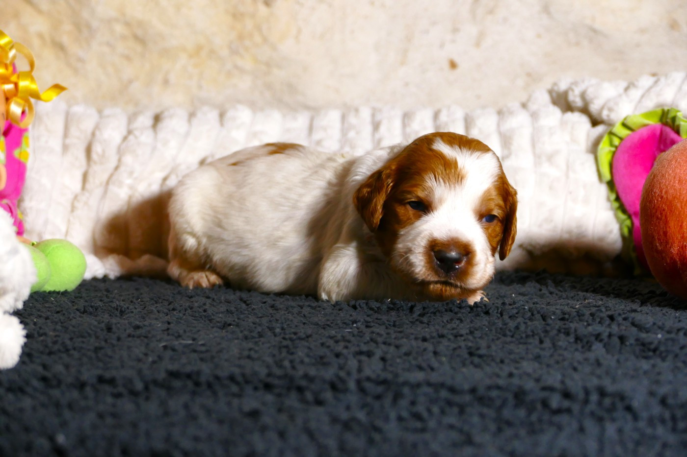 Du Bois Aux Paons - Chiots disponibles - Epagneul Breton