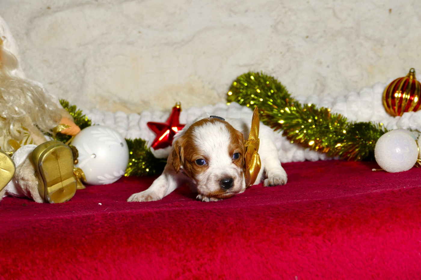 Du Bois Aux Paons - Chiots disponibles - Epagneul Breton