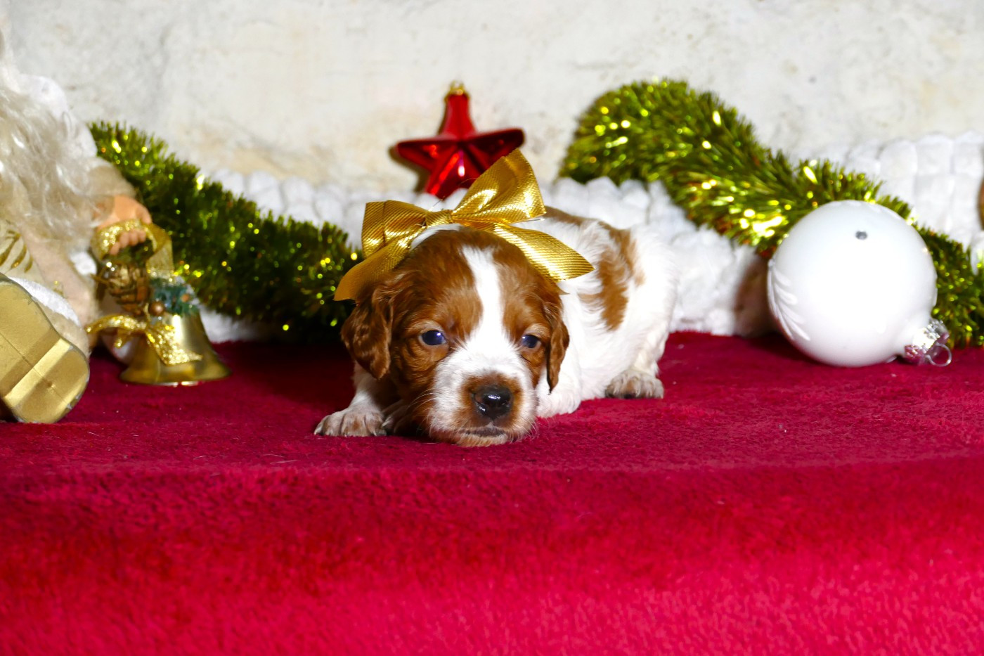 Du Bois Aux Paons - Chiots disponibles - Epagneul Breton