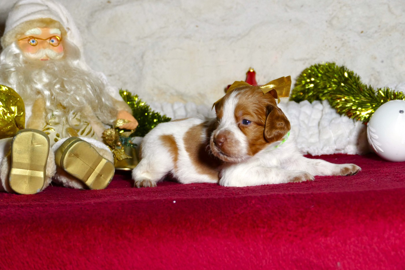 Du Bois Aux Paons - Chiots disponibles - Epagneul Breton