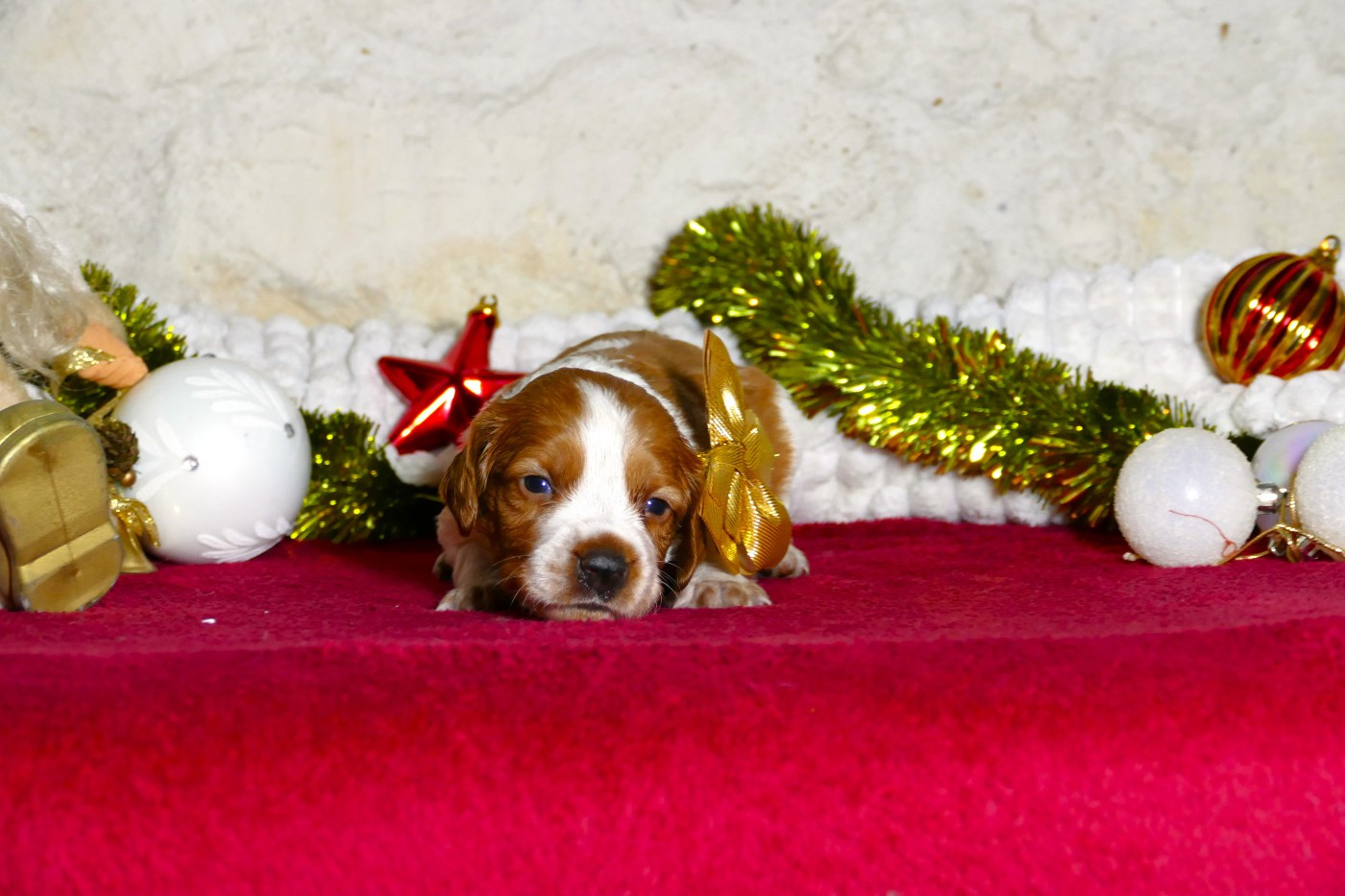 Du Bois Aux Paons - Chiots disponibles - Epagneul Breton