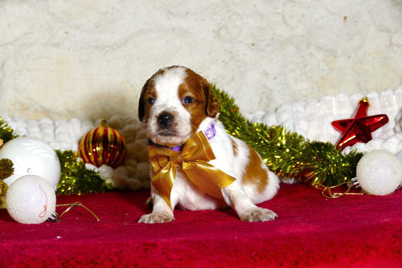 Du Bois Aux Paons - Chiots disponibles - Epagneul Breton