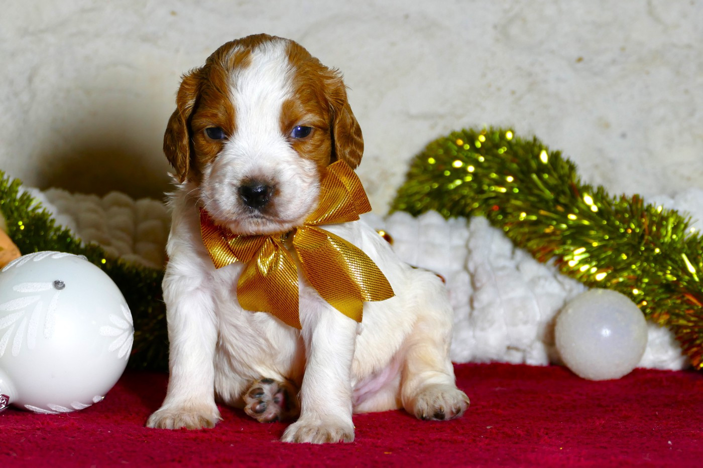 Du Bois Aux Paons - Chiots disponibles - Epagneul Breton