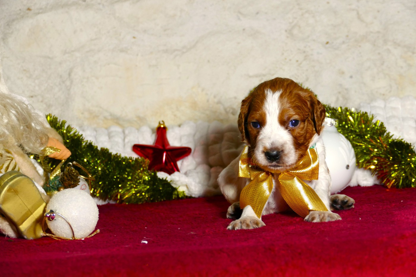 Du Bois Aux Paons - Chiots disponibles - Epagneul Breton