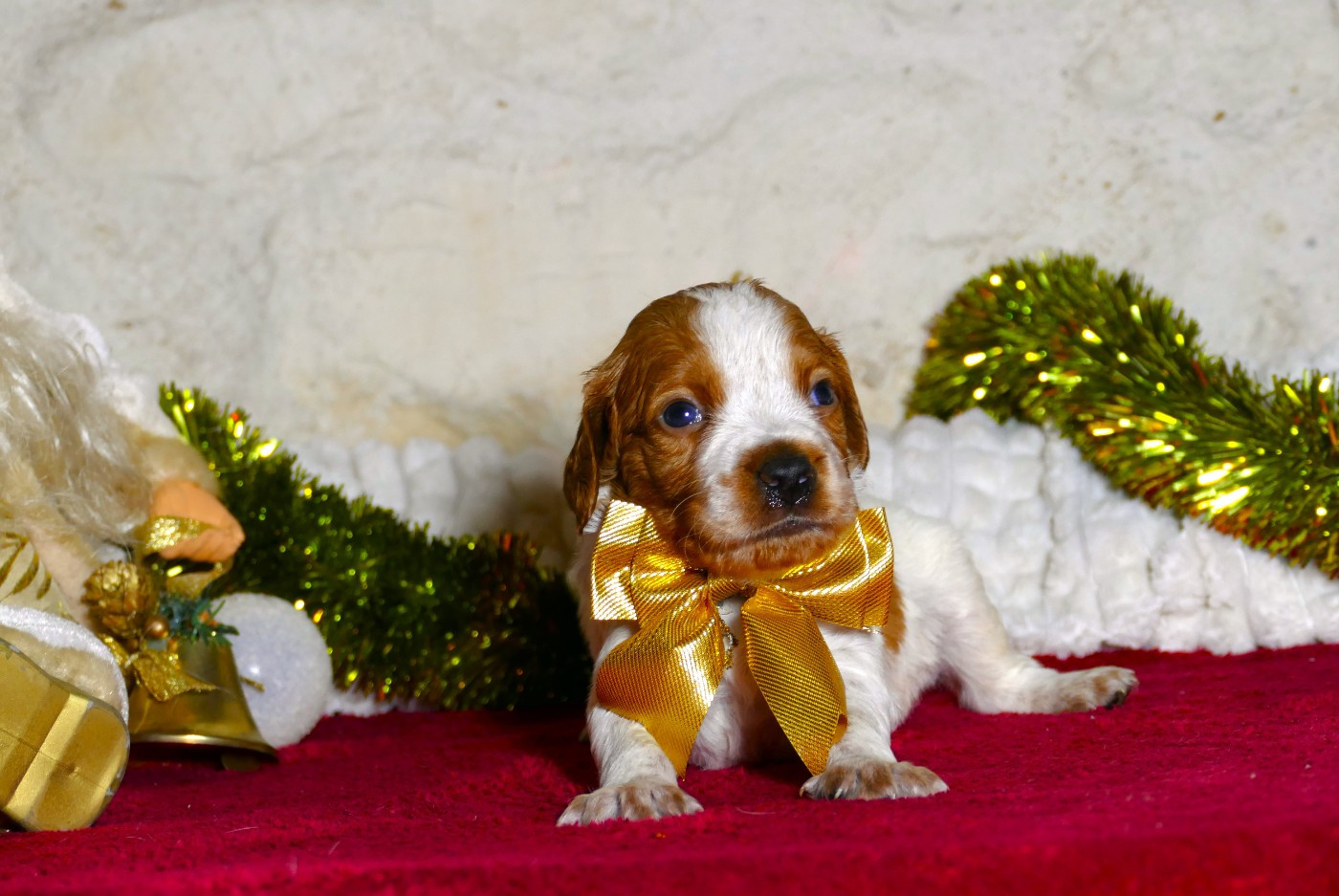 Du Bois Aux Paons - Chiots disponibles - Epagneul Breton