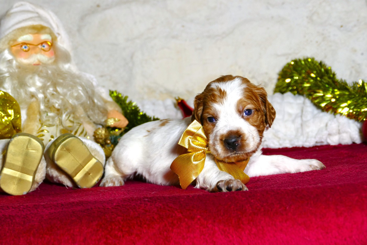 Du Bois Aux Paons - Chiots disponibles - Epagneul Breton