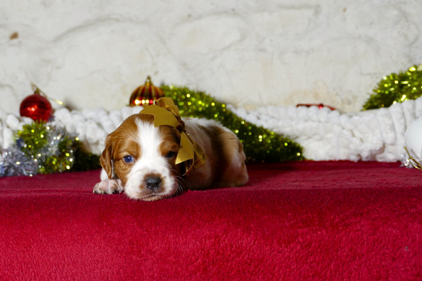Du Bois Aux Paons - Chiots disponibles - Epagneul Breton