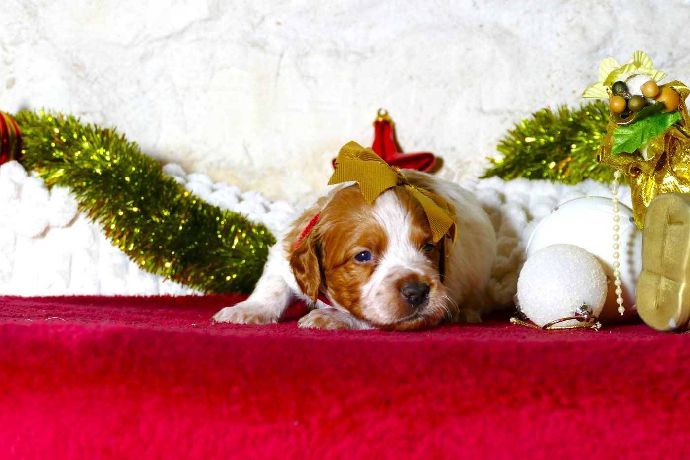 Du Bois Aux Paons - Chiots disponibles - Epagneul Breton