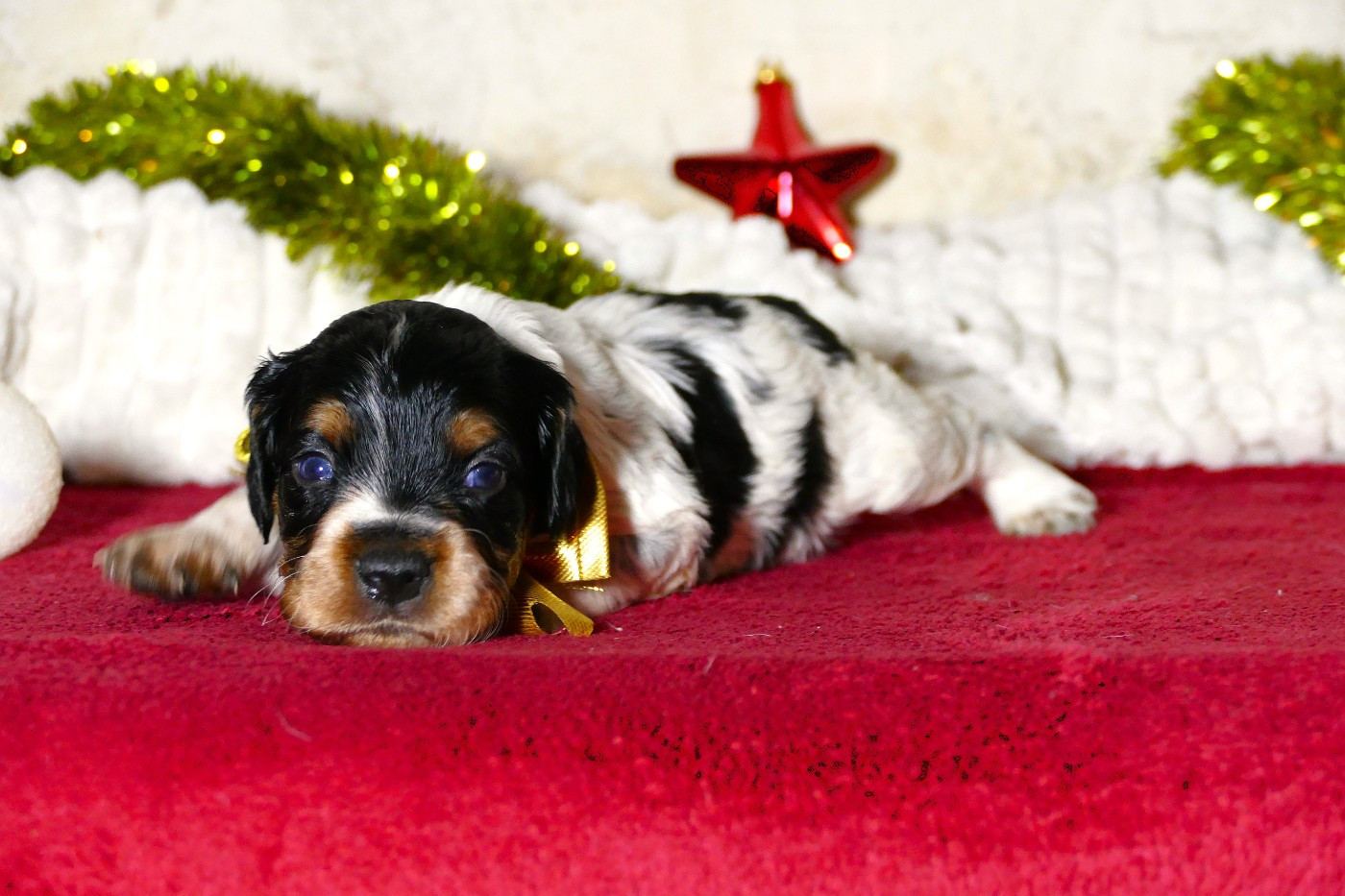 Du Bois Aux Paons - Chiots disponibles - Epagneul Breton