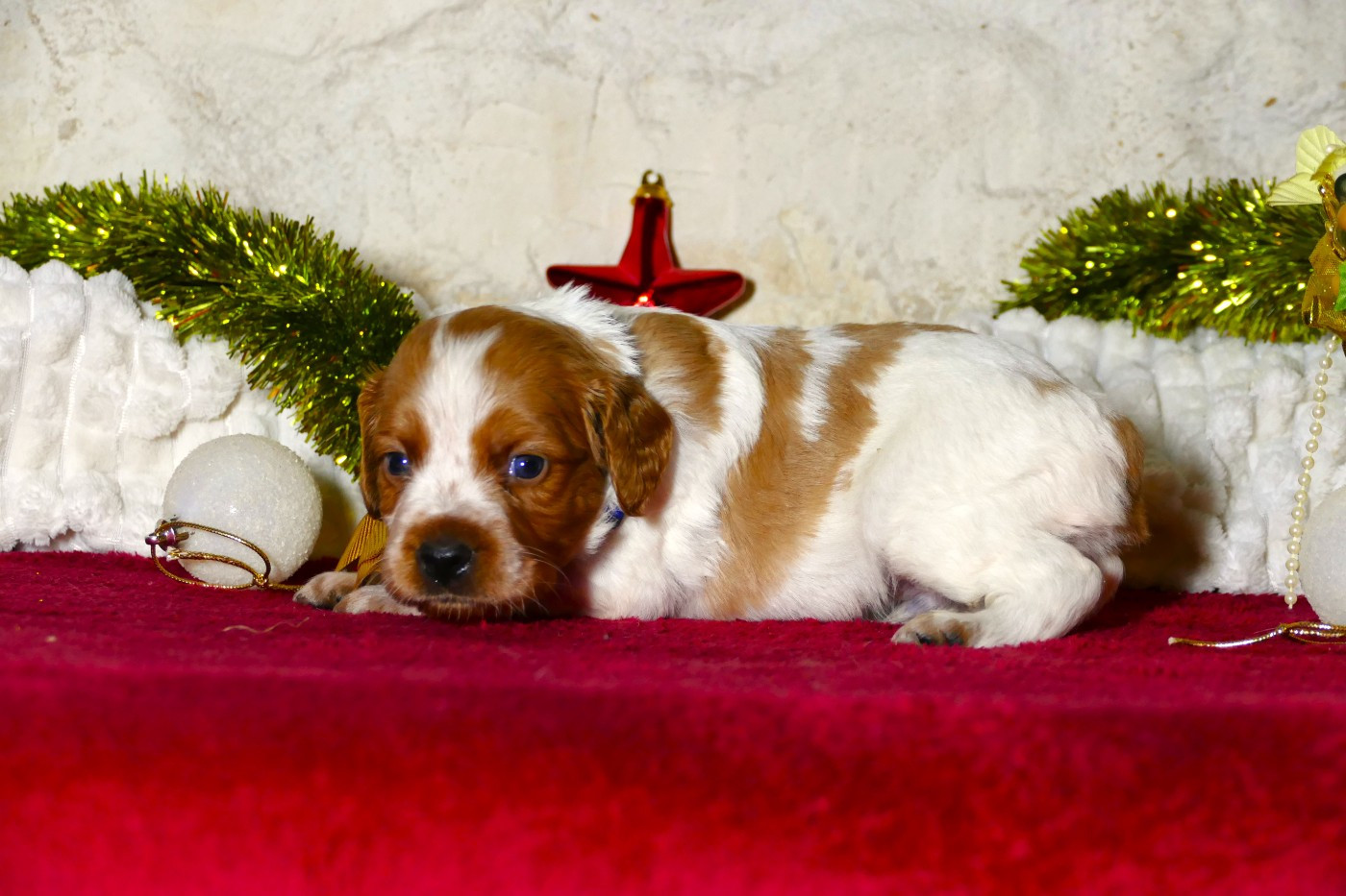 Du Bois Aux Paons - Chiots disponibles - Epagneul Breton