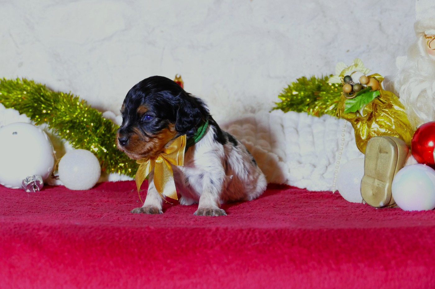 Du Bois Aux Paons - Chiots disponibles - Epagneul Breton