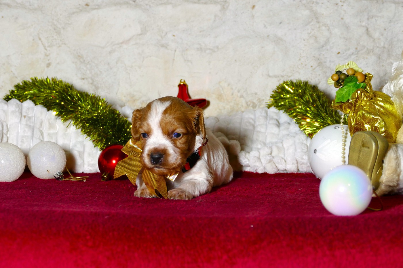 Du Bois Aux Paons - Chiots disponibles - Epagneul Breton