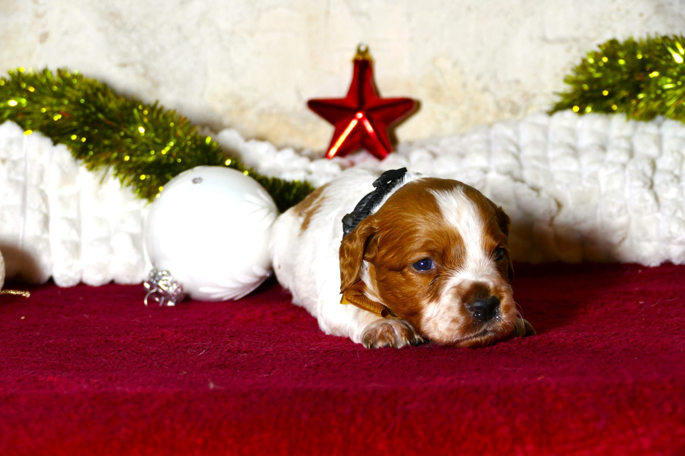 Du Bois Aux Paons - Chiots disponibles - Epagneul Breton