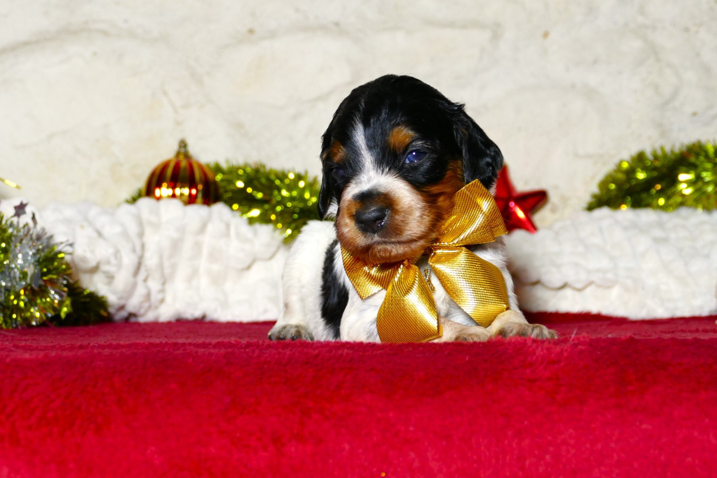 Du Bois Aux Paons - Chiots disponibles - Epagneul Breton