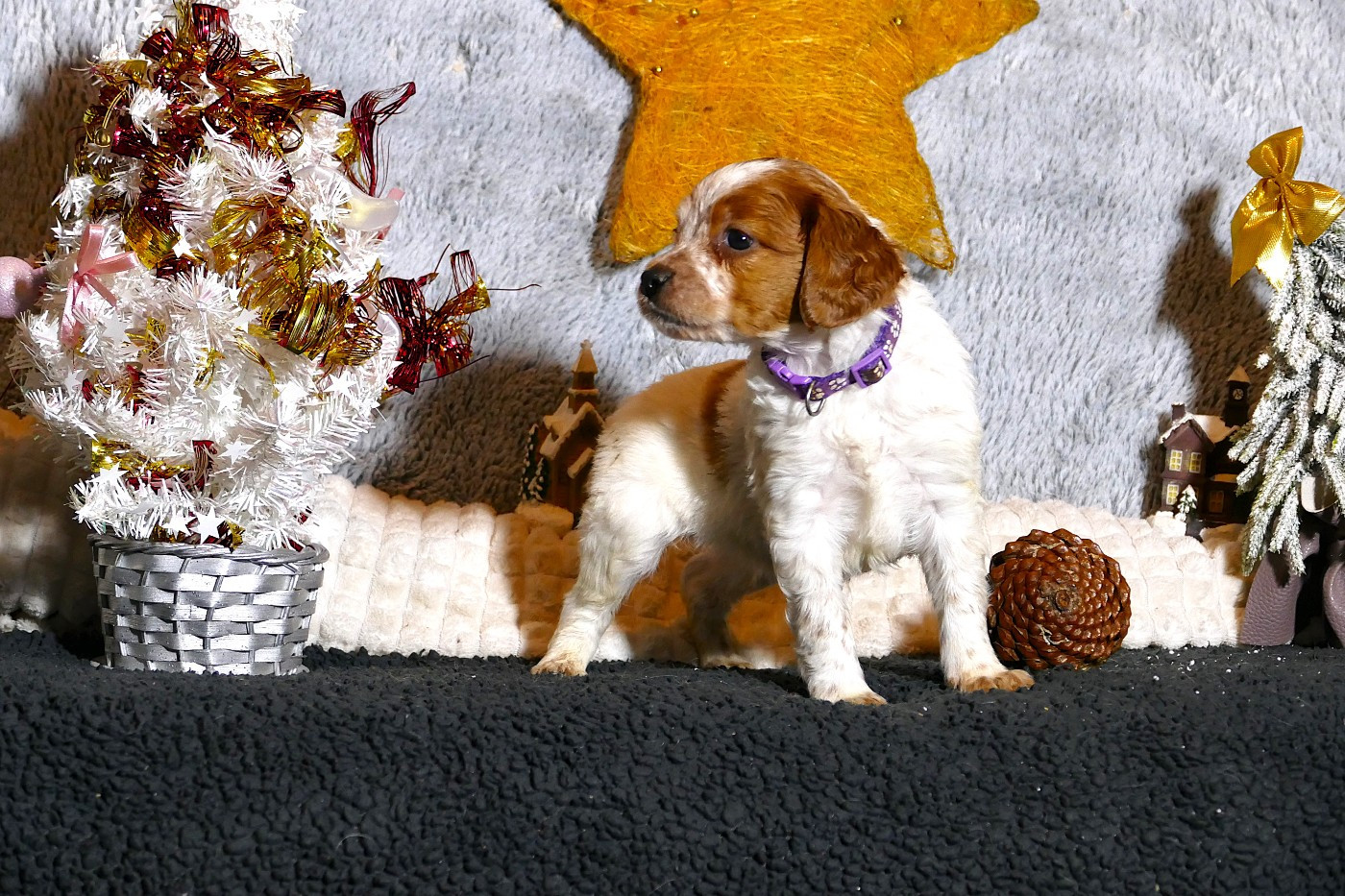 Du Bois Aux Paons - Chiots disponibles - Epagneul Breton