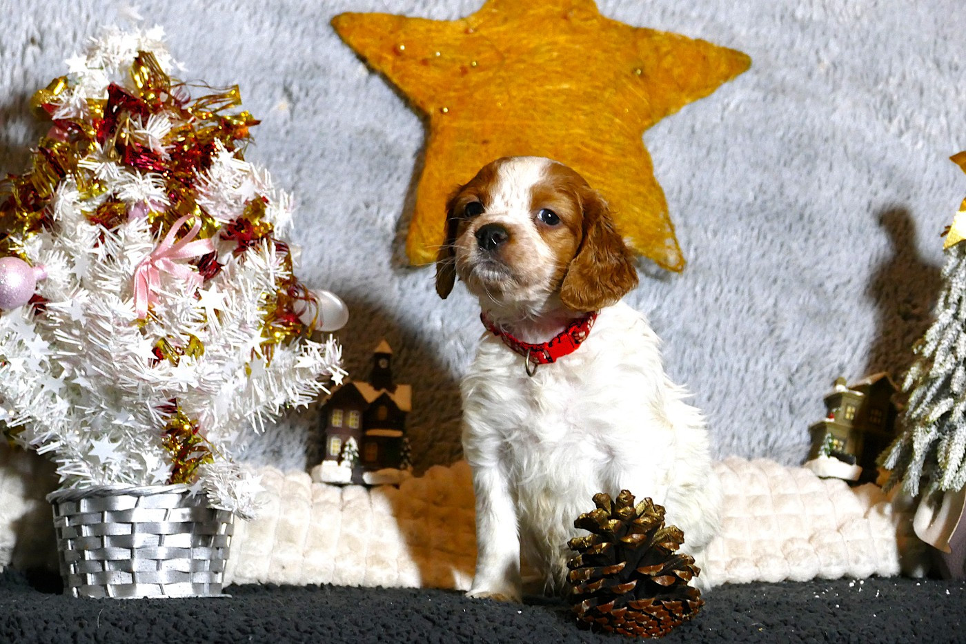 Du Bois Aux Paons - Chiots disponibles - Epagneul Breton