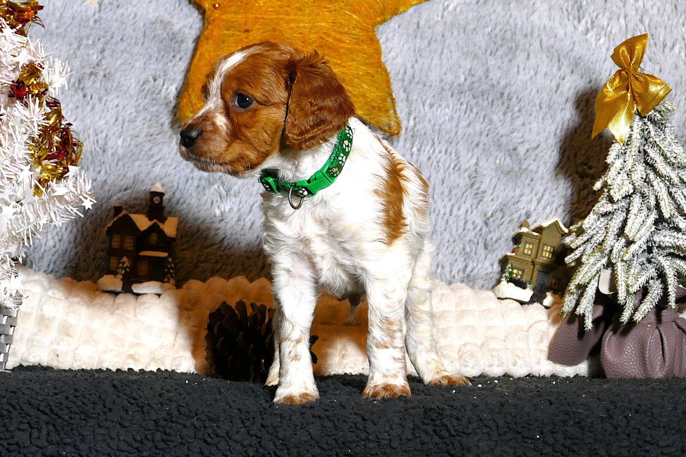 Du Bois Aux Paons - Chiots disponibles - Epagneul Breton