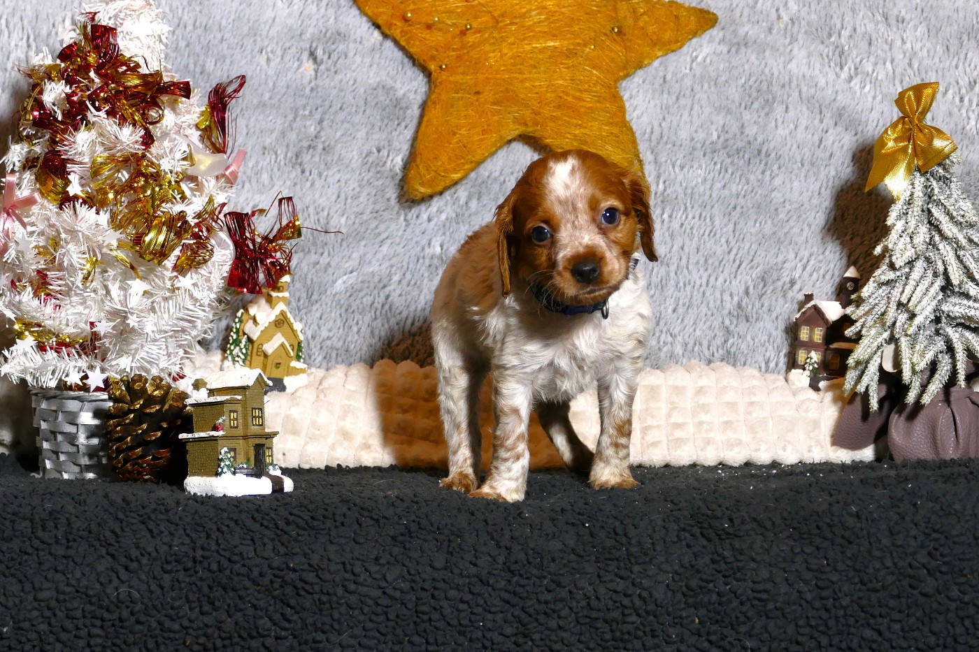 Du Bois Aux Paons - Chiots disponibles - Epagneul Breton