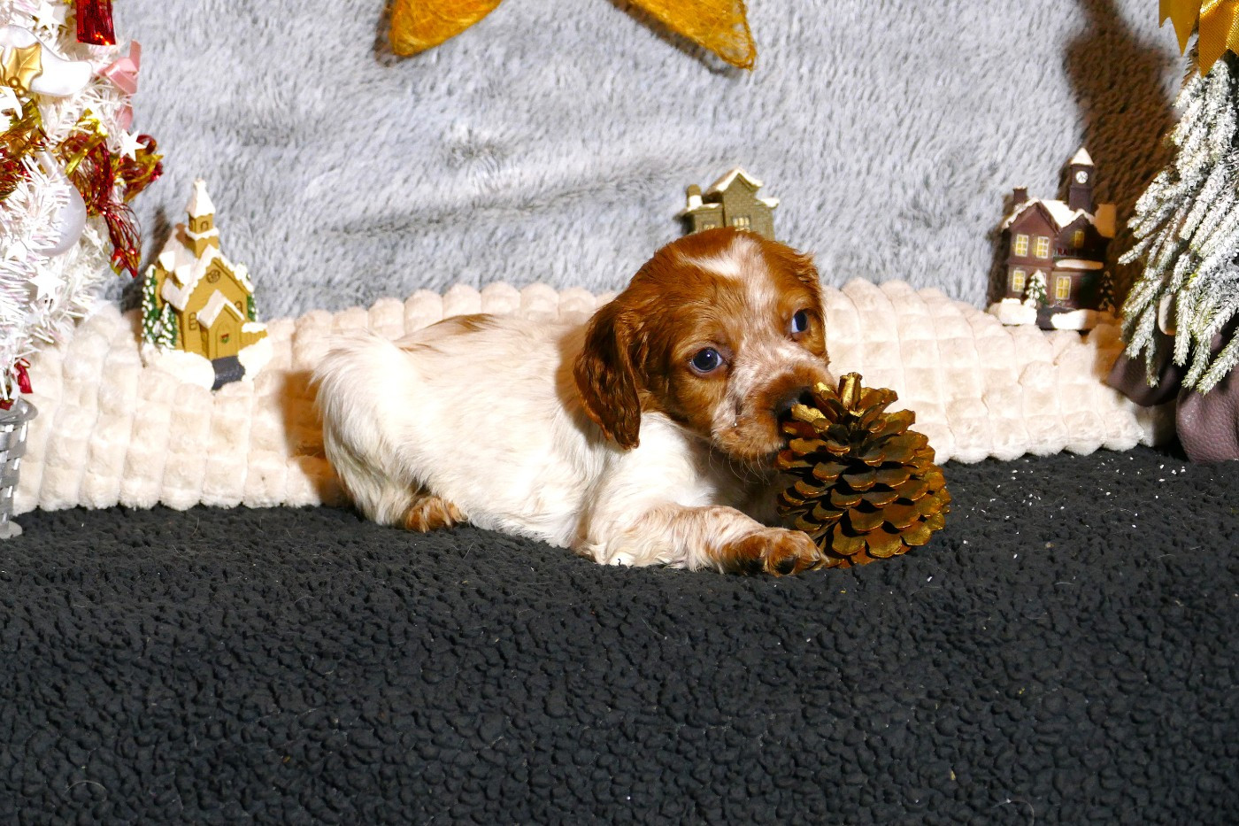 Du Bois Aux Paons - Chiots disponibles - Epagneul Breton