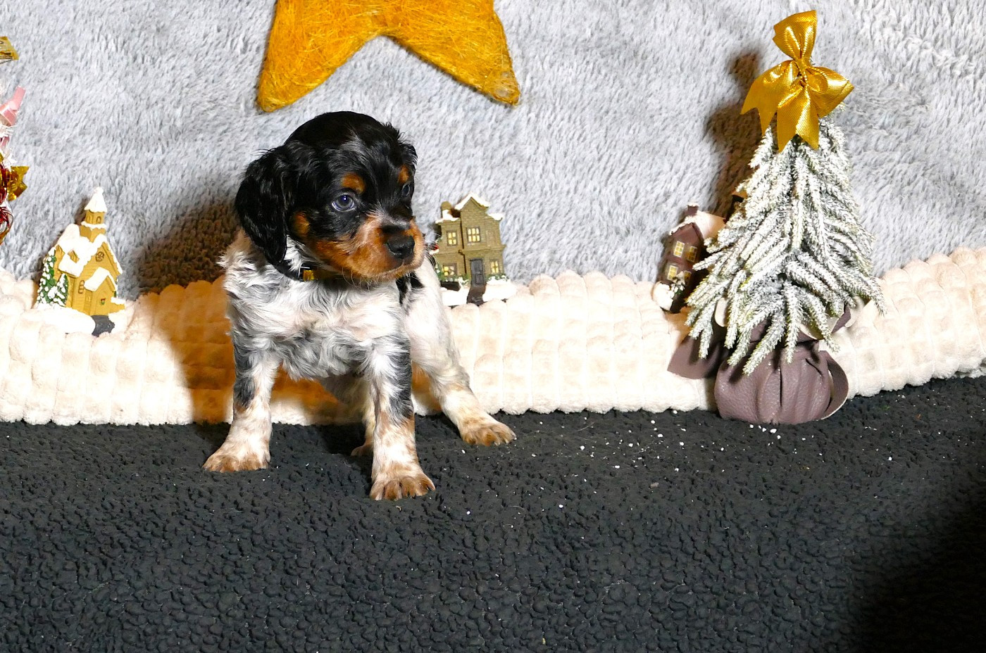 Du Bois Aux Paons - Chiots disponibles - Epagneul Breton